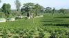 Certified Success, But For Whom? Tanzania's Coffee Awards and the Question No One's Asking