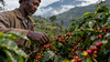 Nigeria's Coffee: The Raw Deal It's Finally Trying to Fix
