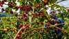 Almost Isn't Good Enough: Zimbabwe's Coffee Problem